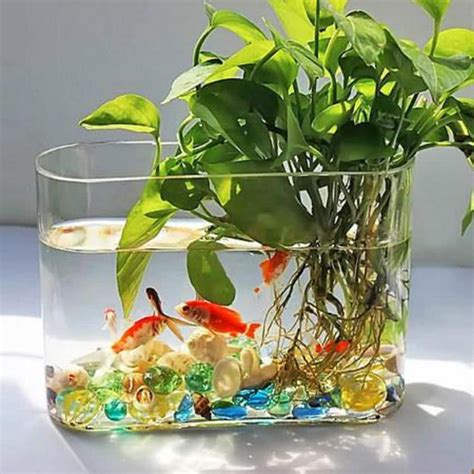 水 種 植物 養魚